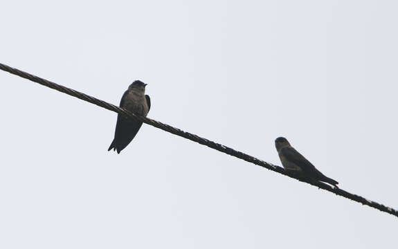 Image of White-thighed Swallow