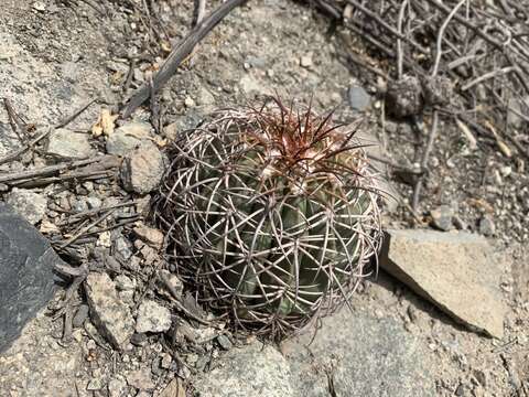 Melocactus peruvianus Vaupel resmi