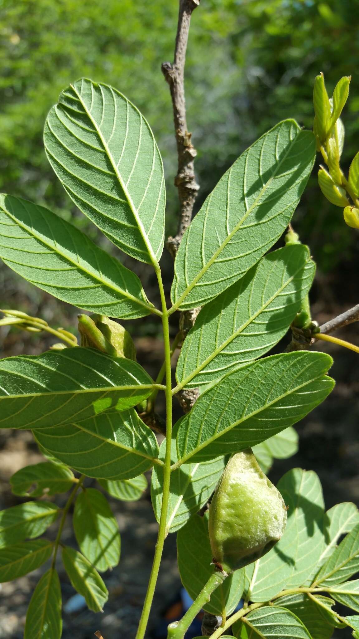 Image of Pongamiopsis amygdalina (Baill.) R. Vig.