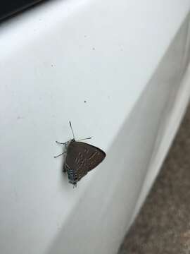 Image of hickory hairstreak