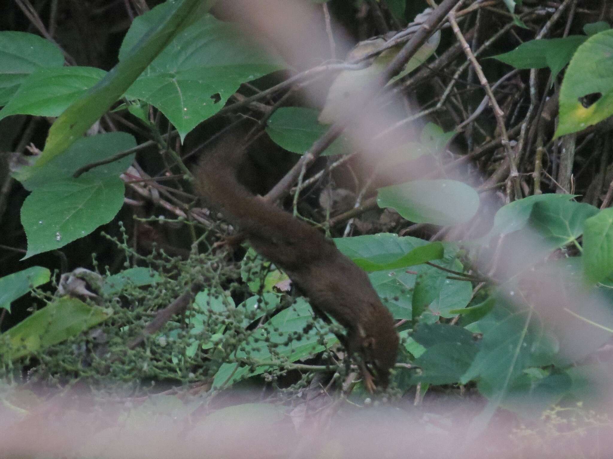 Image of Horsfield's Treeshrew