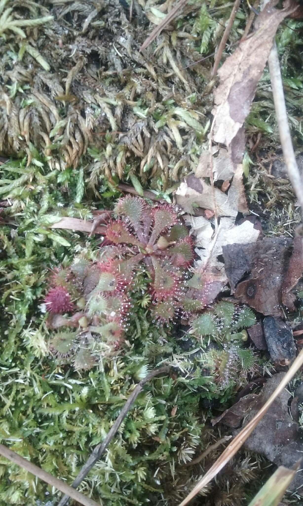 Image of dwarf sundew