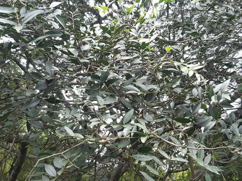 Image of Zanthoxylum rhoifolium Lam.