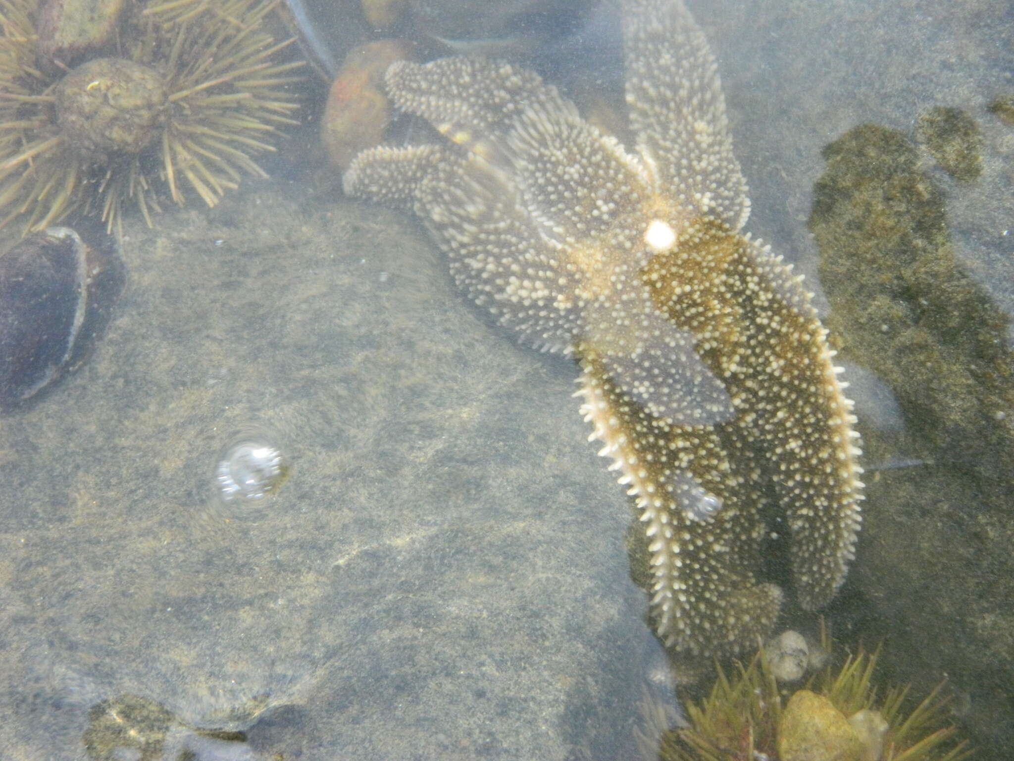 Image of Leptasterias subgen. Hexasterias Fisher 1930