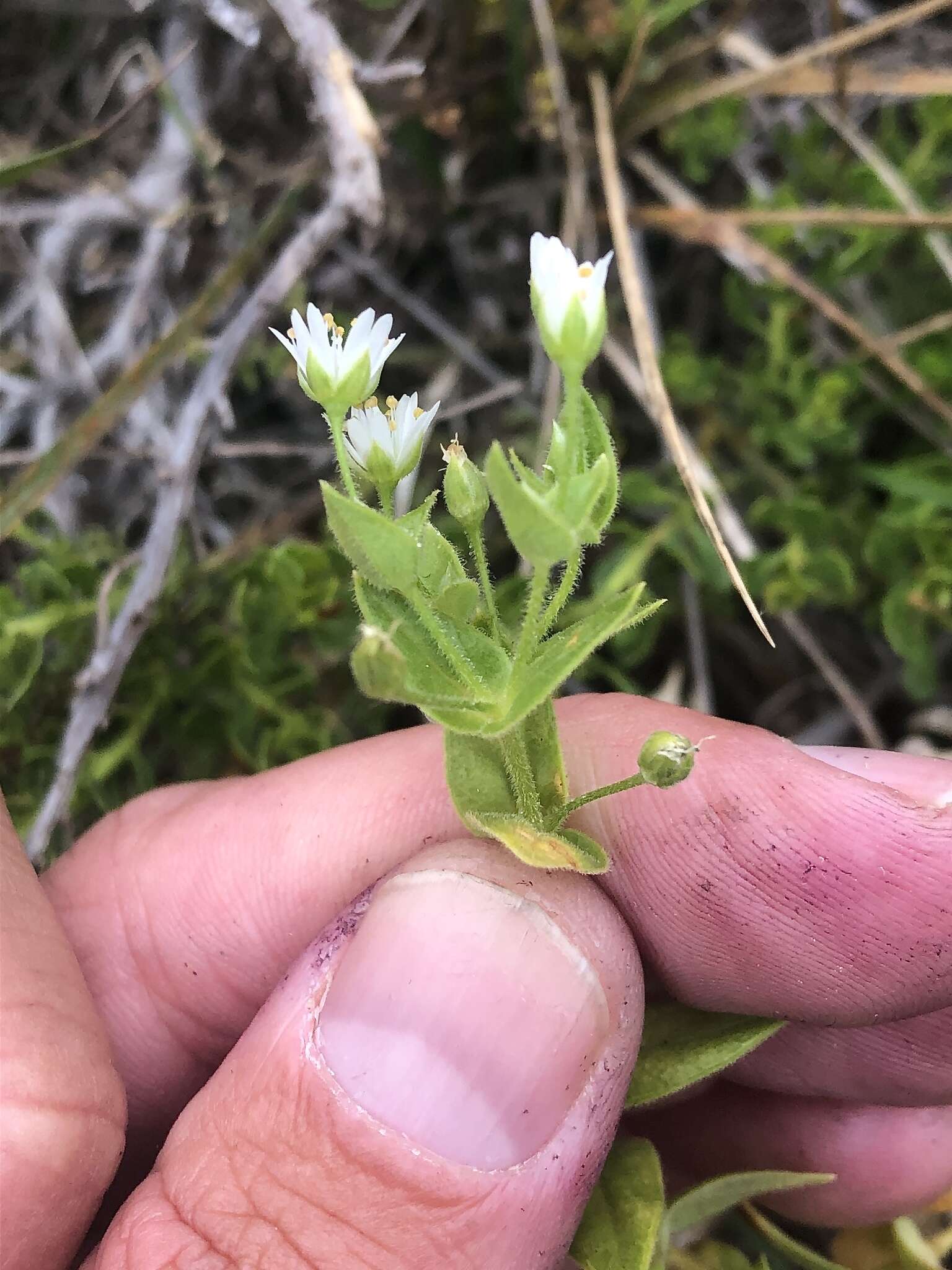 Image of beach starwort