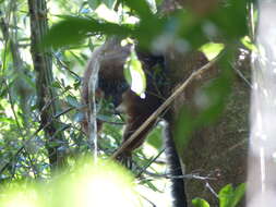 Image of Red-bellied Lemur