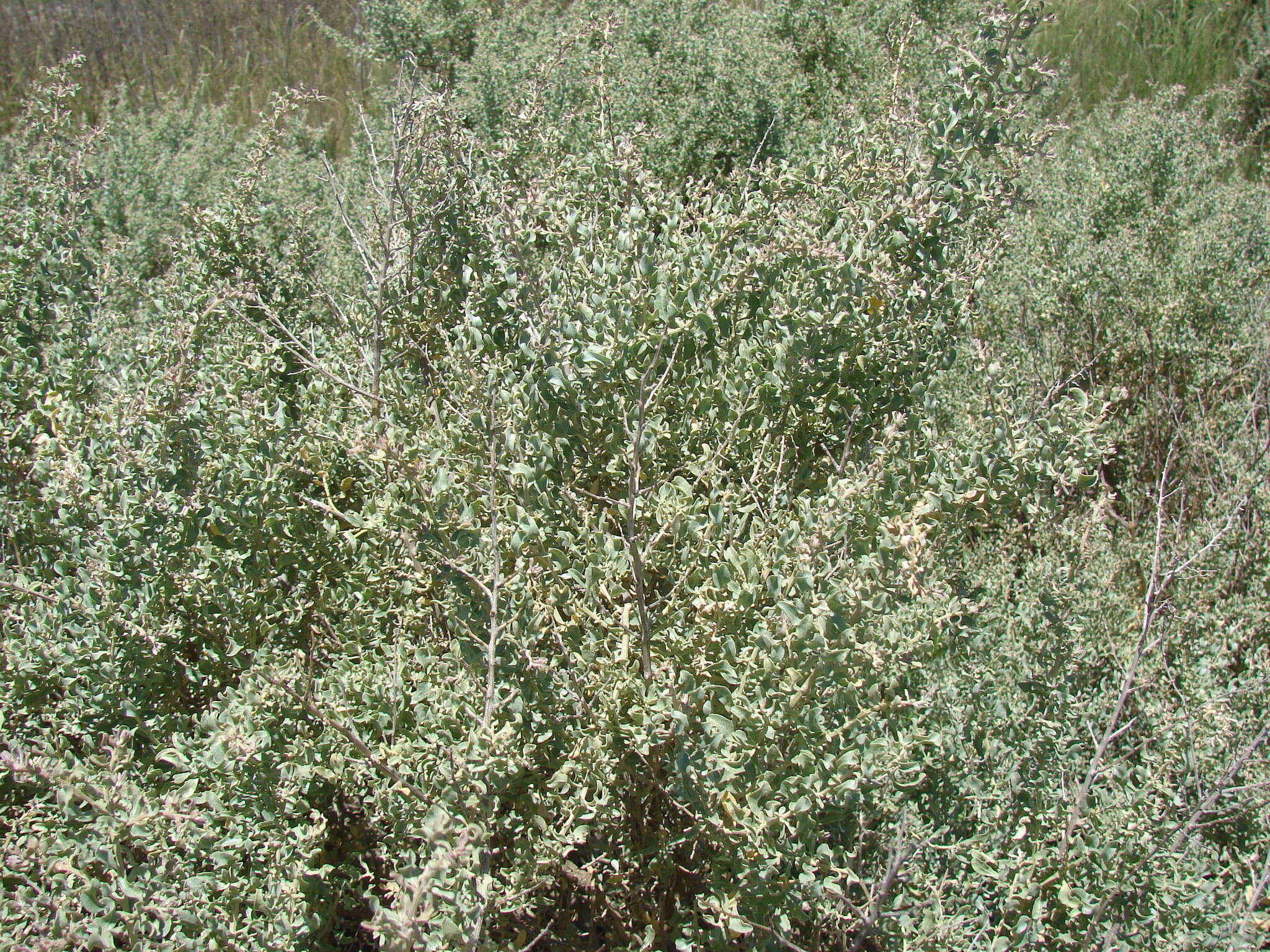 Image of wavy-leaved saltbush