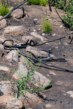 Image of wiry snapdragon