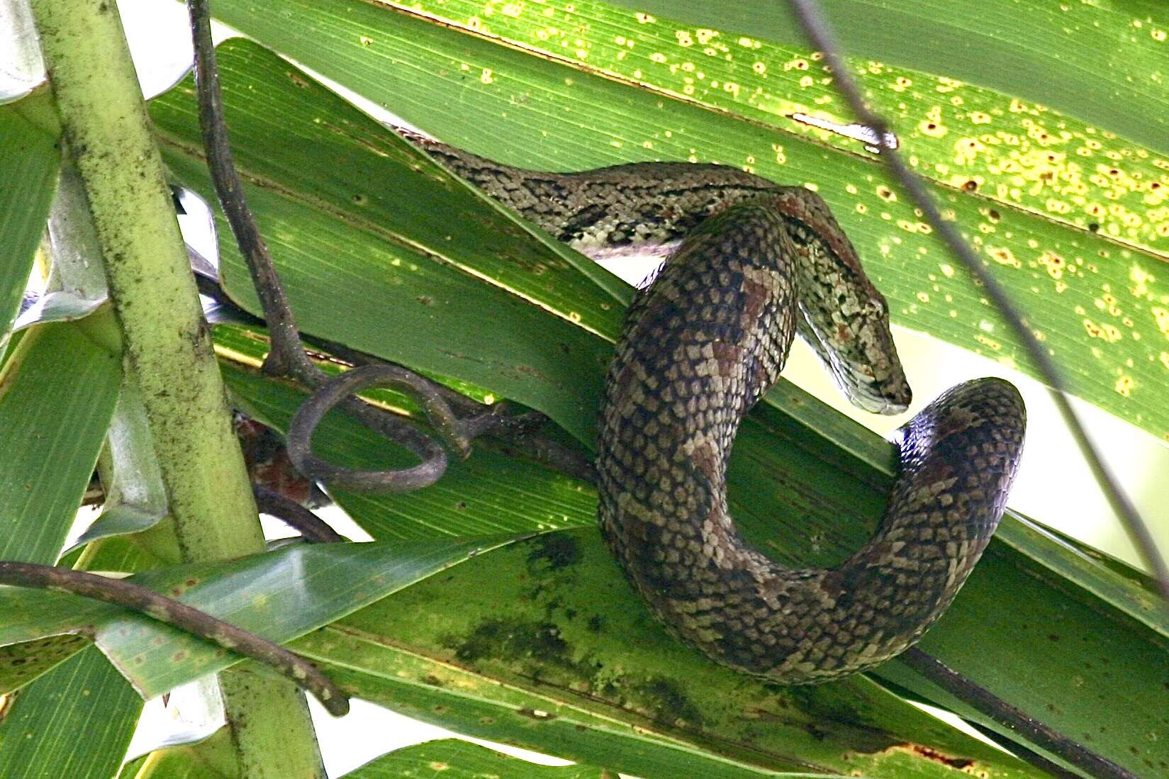 Image of Fiji Island Boa