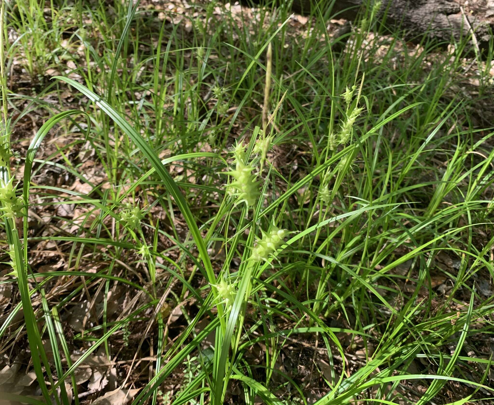 Image de Carex gigantea Rudge