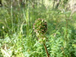 Image of Acaena echinata Nees