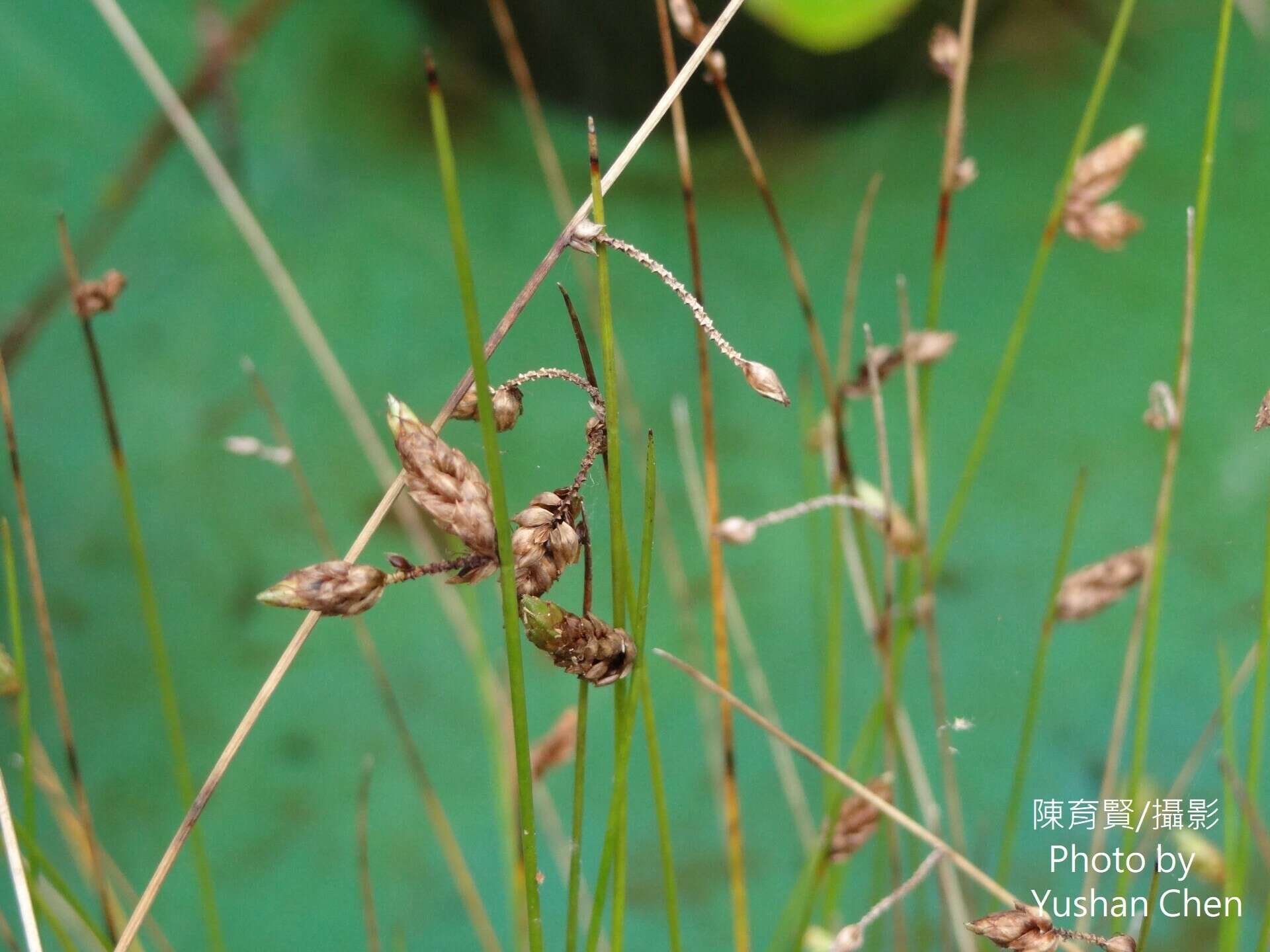 Sivun Schoenoplectiella juncoides (Roxb.) Lye kuva