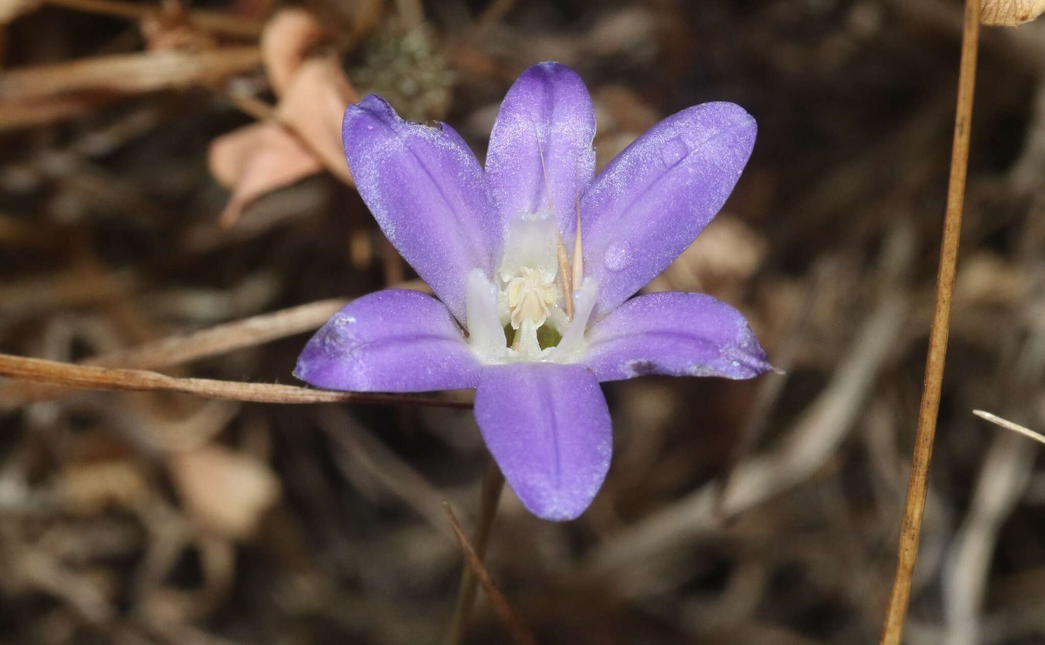 Sivun Brodiaea jolonensis Eastw. kuva