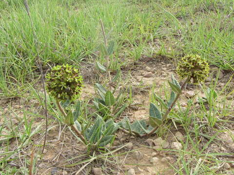 Слика од Asclepias macropus (Schltr.) Schltr.