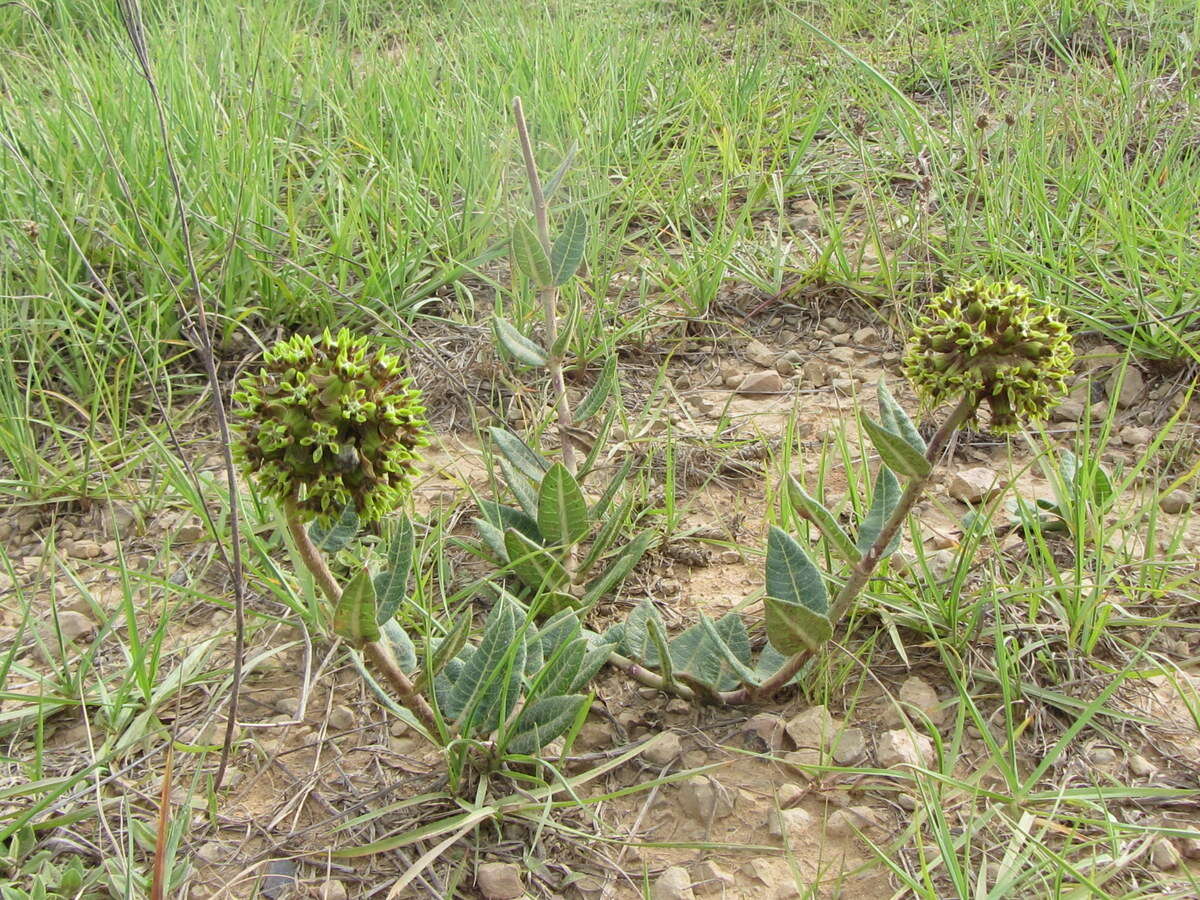 Image of Asclepias macropus (Schltr.) Schltr.