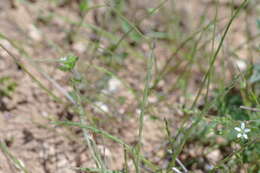 Image de Vulpia unilateralis (L.) Stace