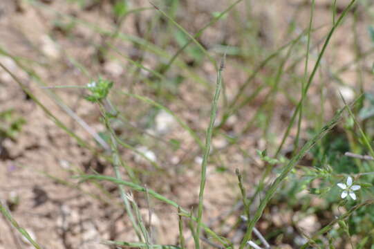 Image of mat-grass fescue