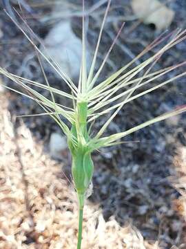 Aegilops neglecta Req. ex Bertol. resmi