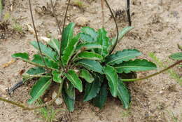 Gerbera crocea (L.) Kuntze的圖片