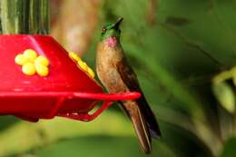 Image of Fawn-breasted Brilliant