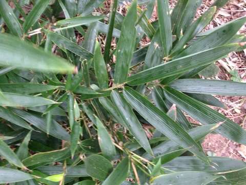 Image of bamboo-leaf