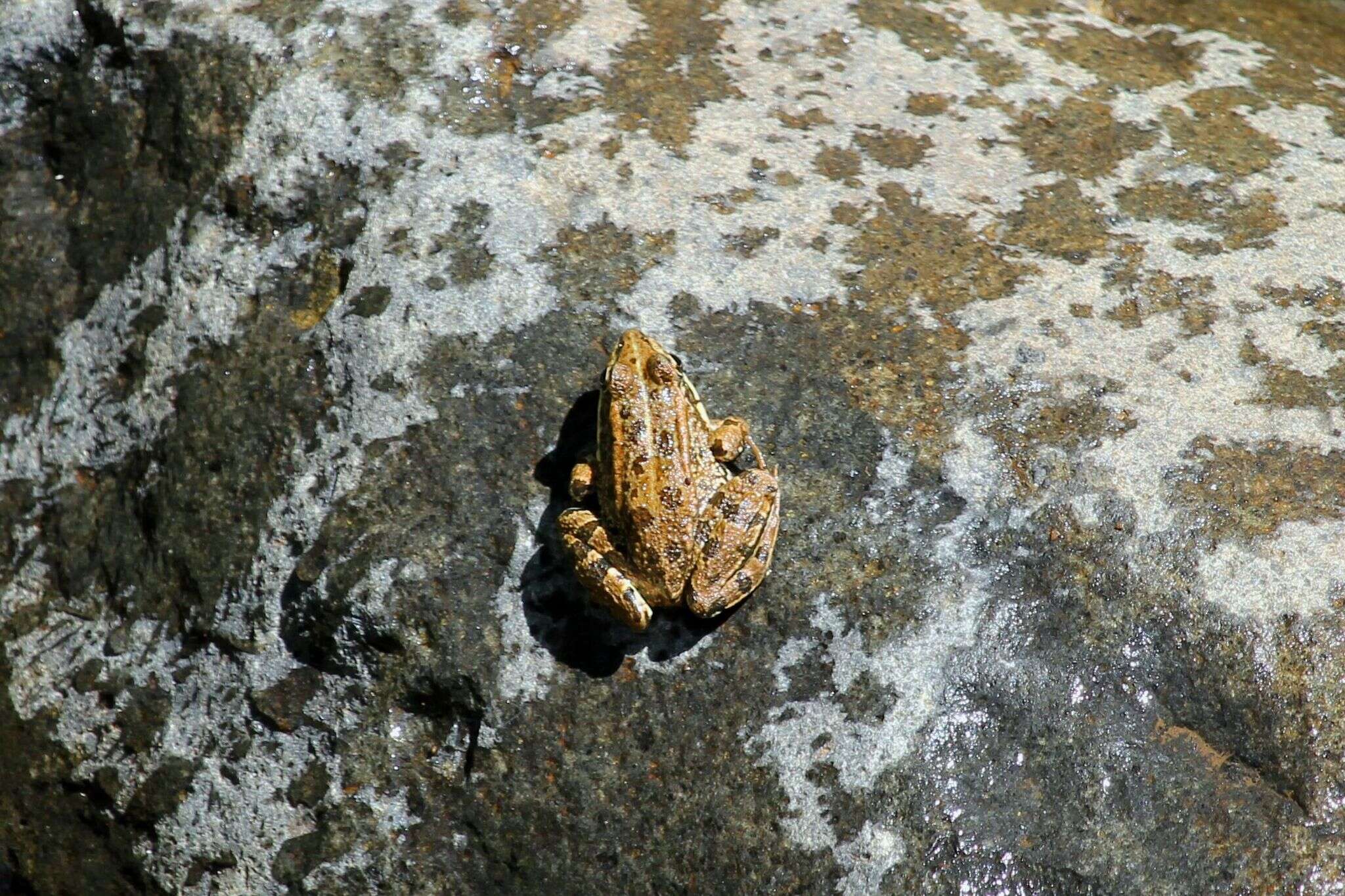 Image of Perez's Frog