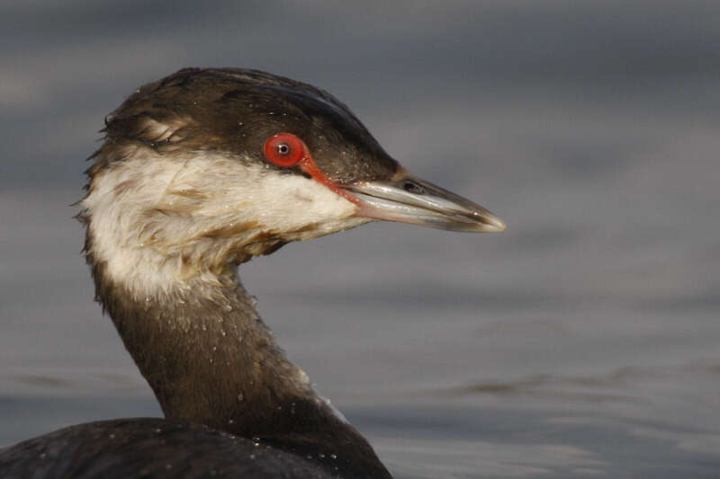 Image of Podiceps Latham 1787