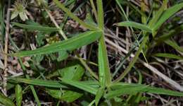 Sivun Phlox pilosa subsp. ozarkana (Wherry) Wherry kuva