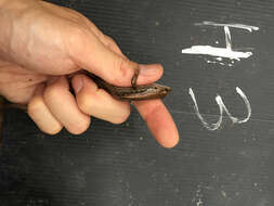 Image of Indian Forest Skink