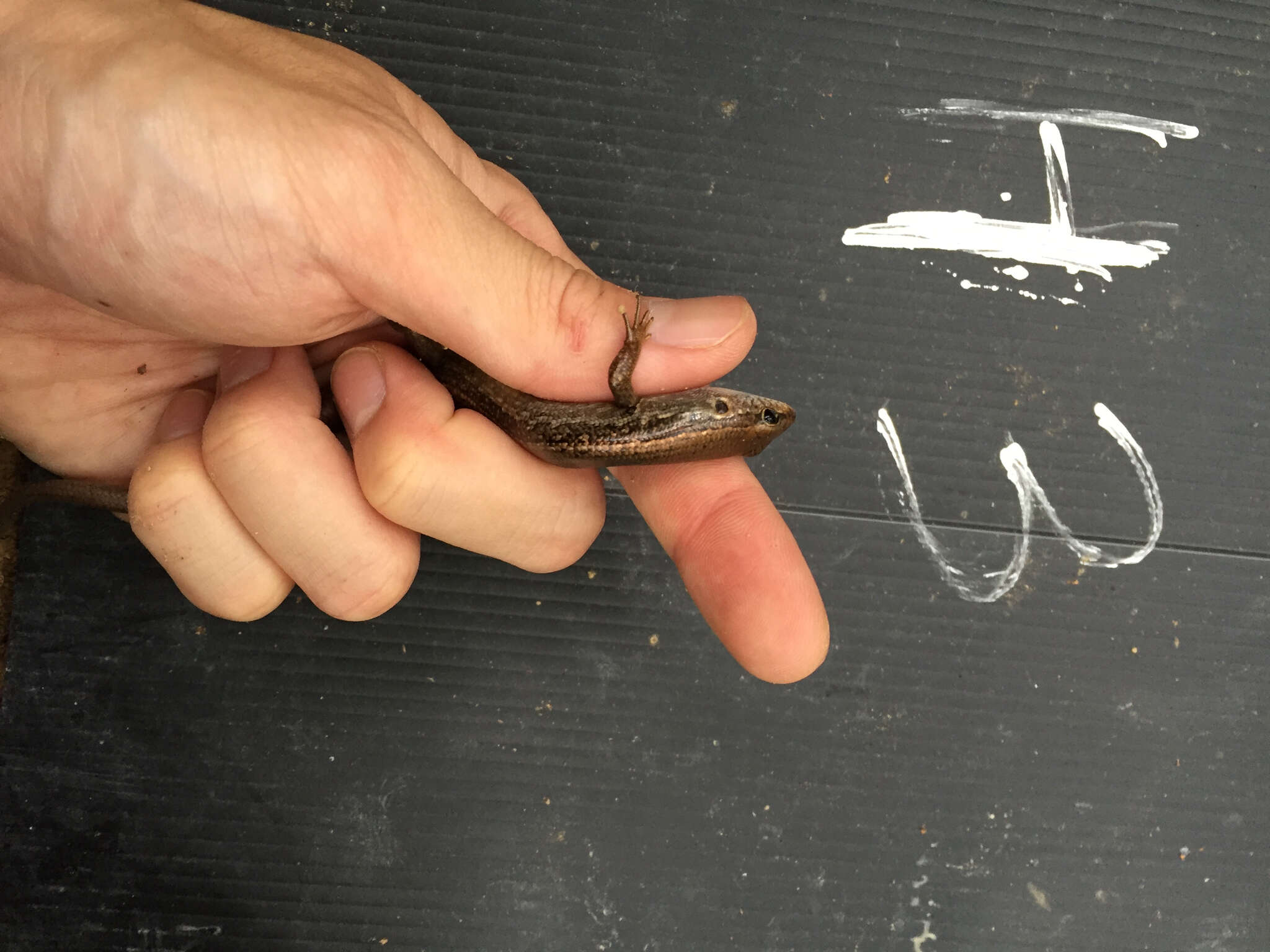 Image of Indian Forest Skink