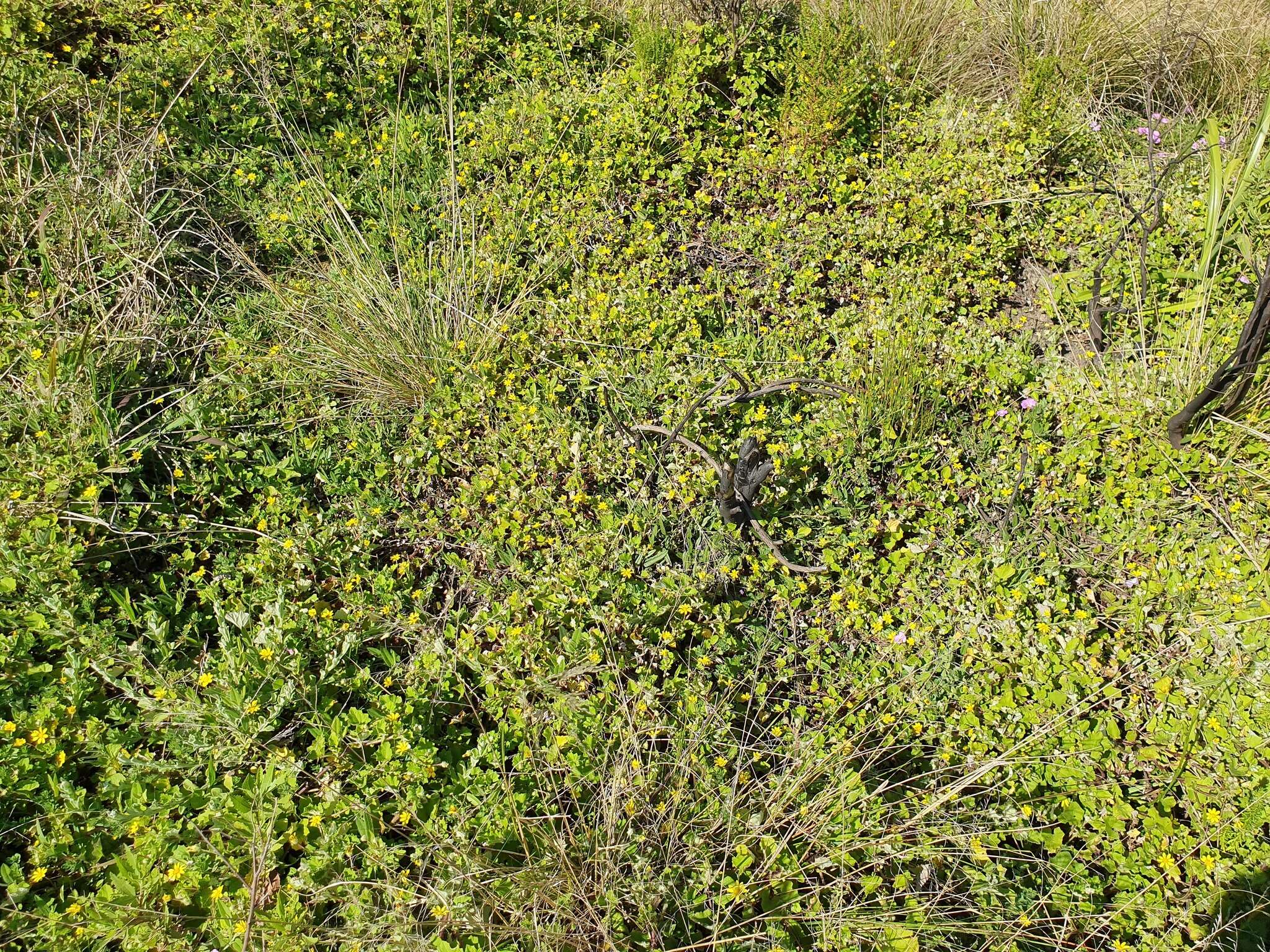 Image de Arctotis perfoliata (Less.) Beauv.