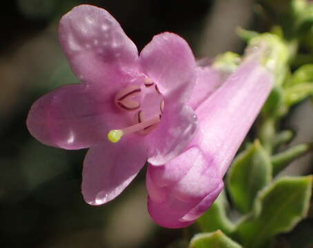 Слика од Freylinia vlokii E. J. Van Jaarsveld