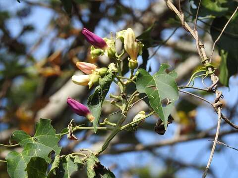 Image de Amphilophium paniculatum (L.) Kunth