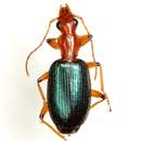 Image of Tecnophilus pilatei Chaudoir 1877