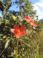 Image of Hibiscus shirensis Sprague & Hutchinson