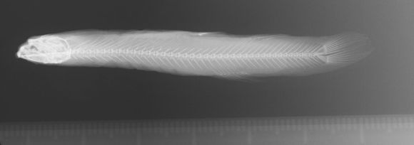 Image of <i>Trichomycterus meridae</i> Regan 1903