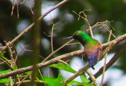 Image of Blue-tailed Hummingbird