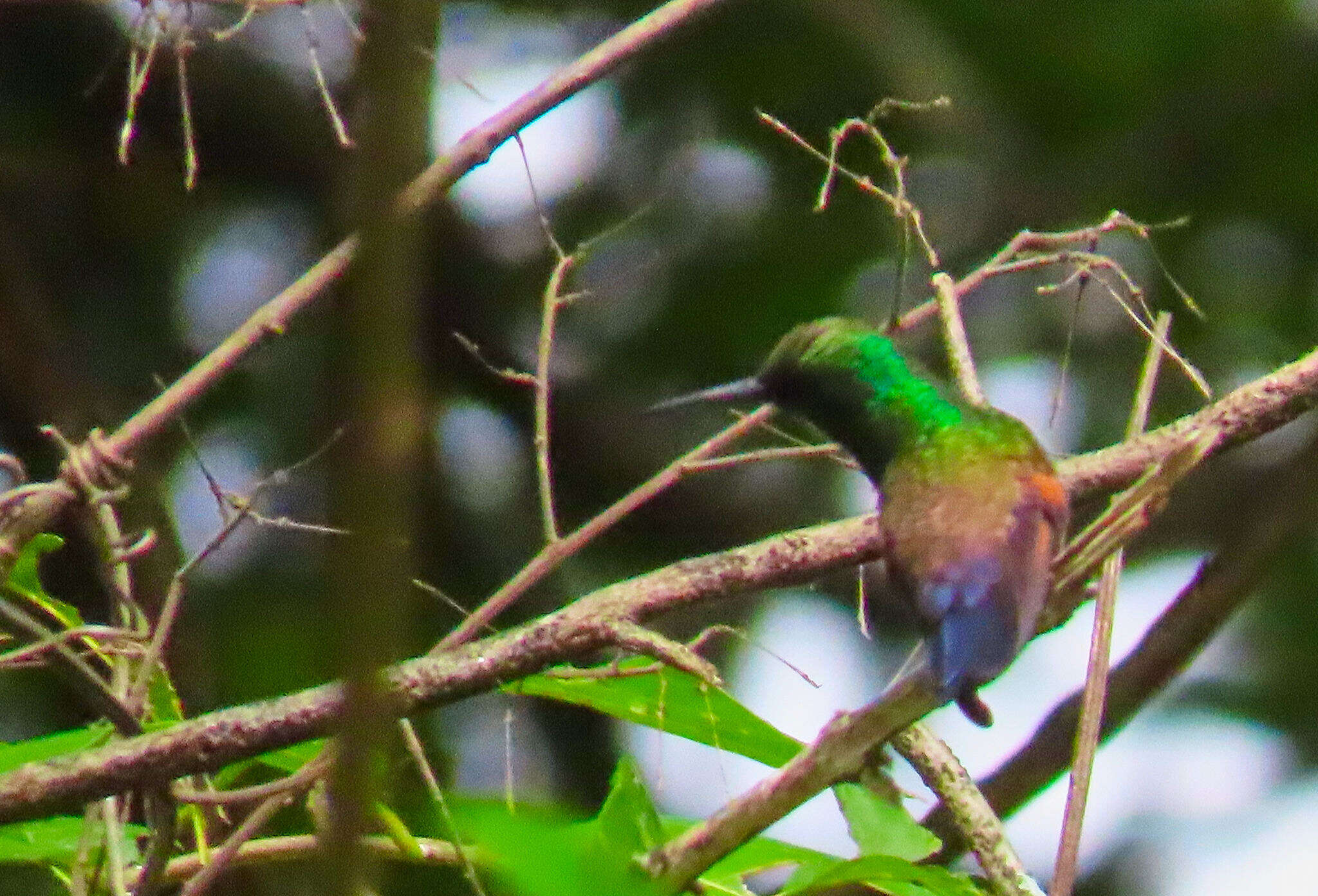 Image of Blue-tailed Hummingbird
