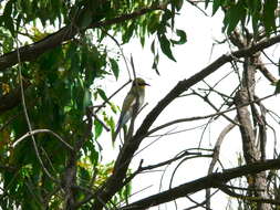 Image of Rainbow Bee-eater