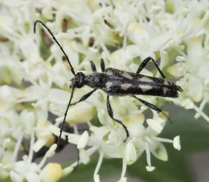 Image of Xestoleptura octonotata (Say 1824)