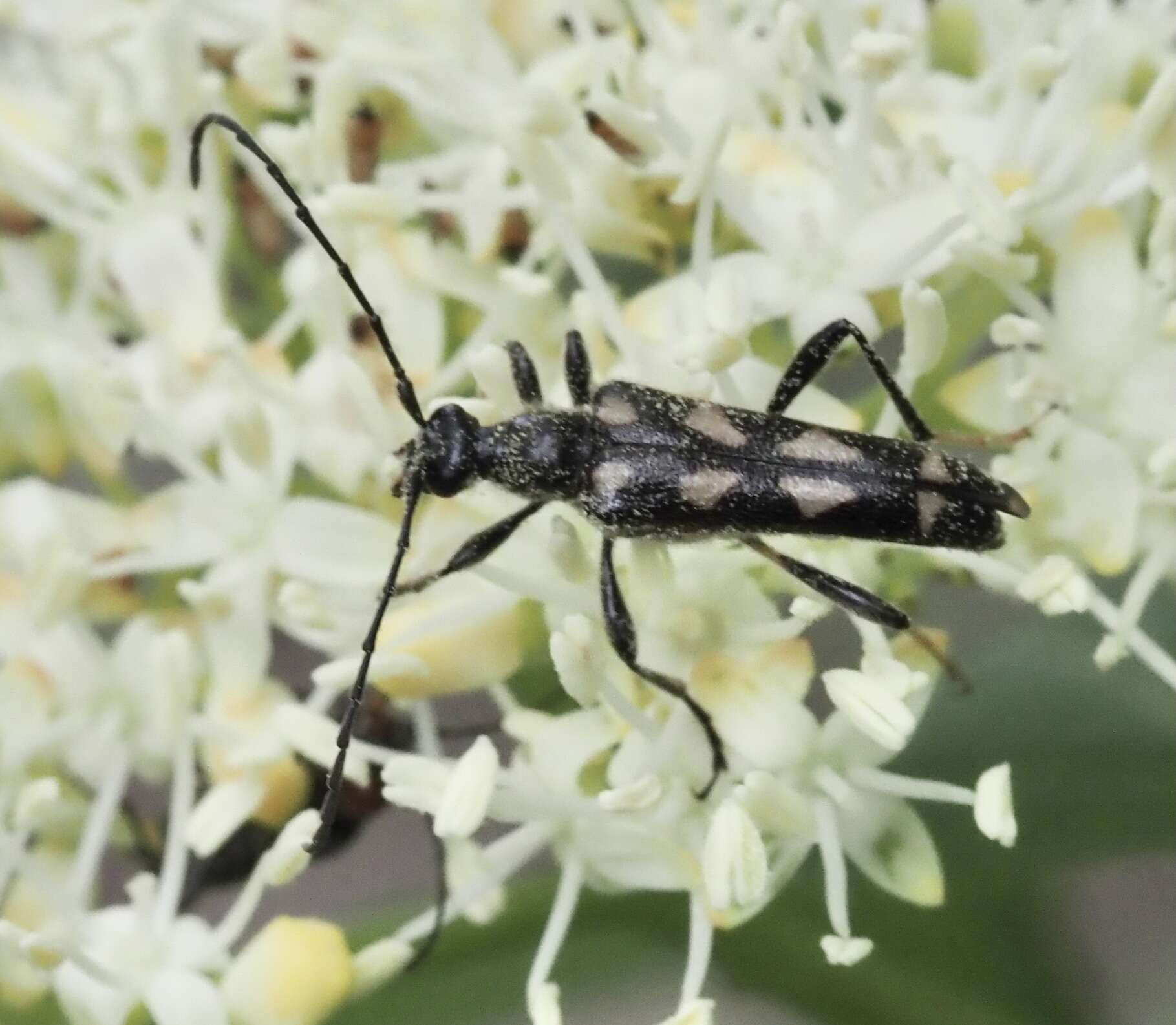 Xestoleptura octonotata (Say 1824) resmi