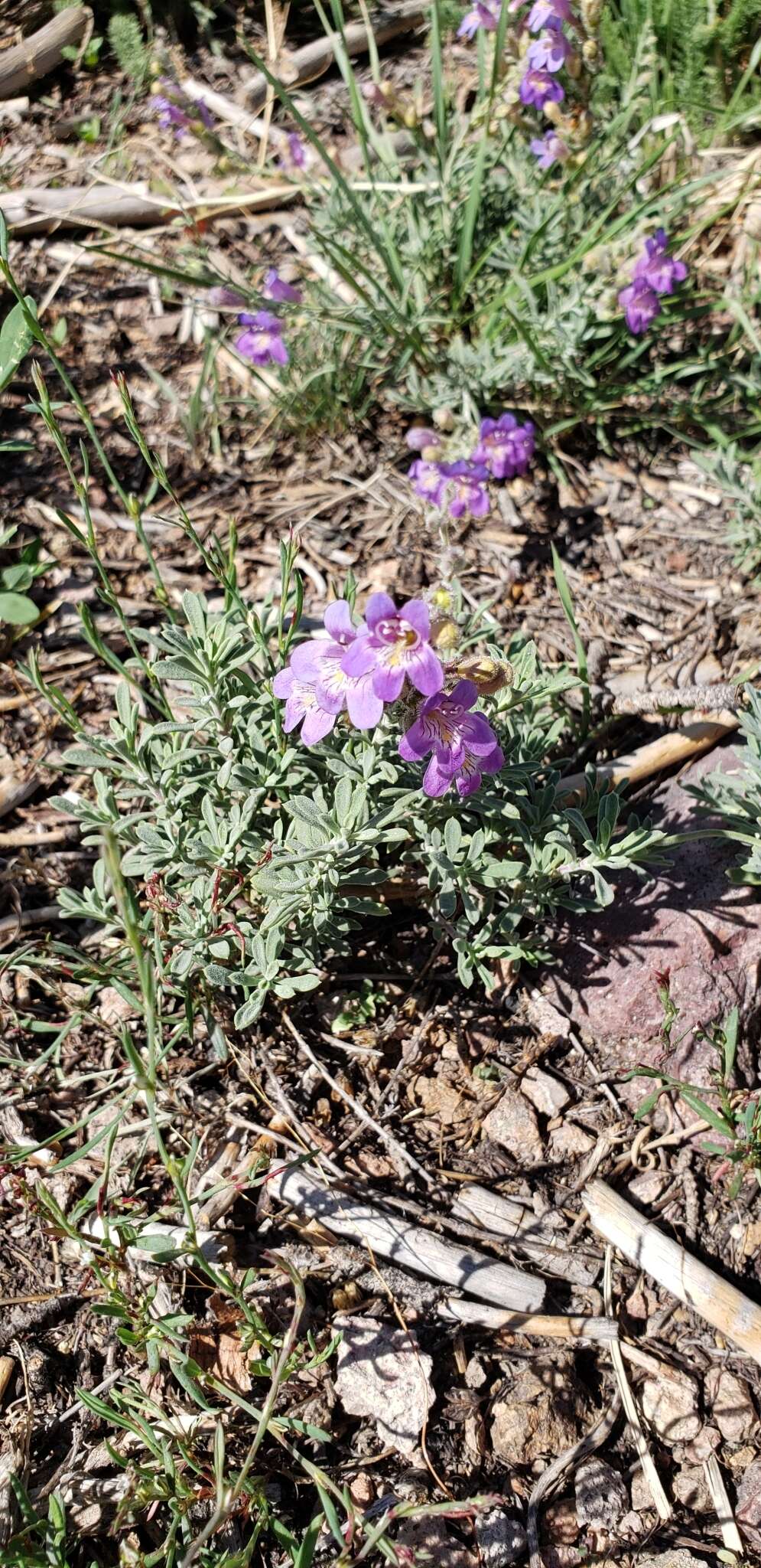 Image of mat penstemon