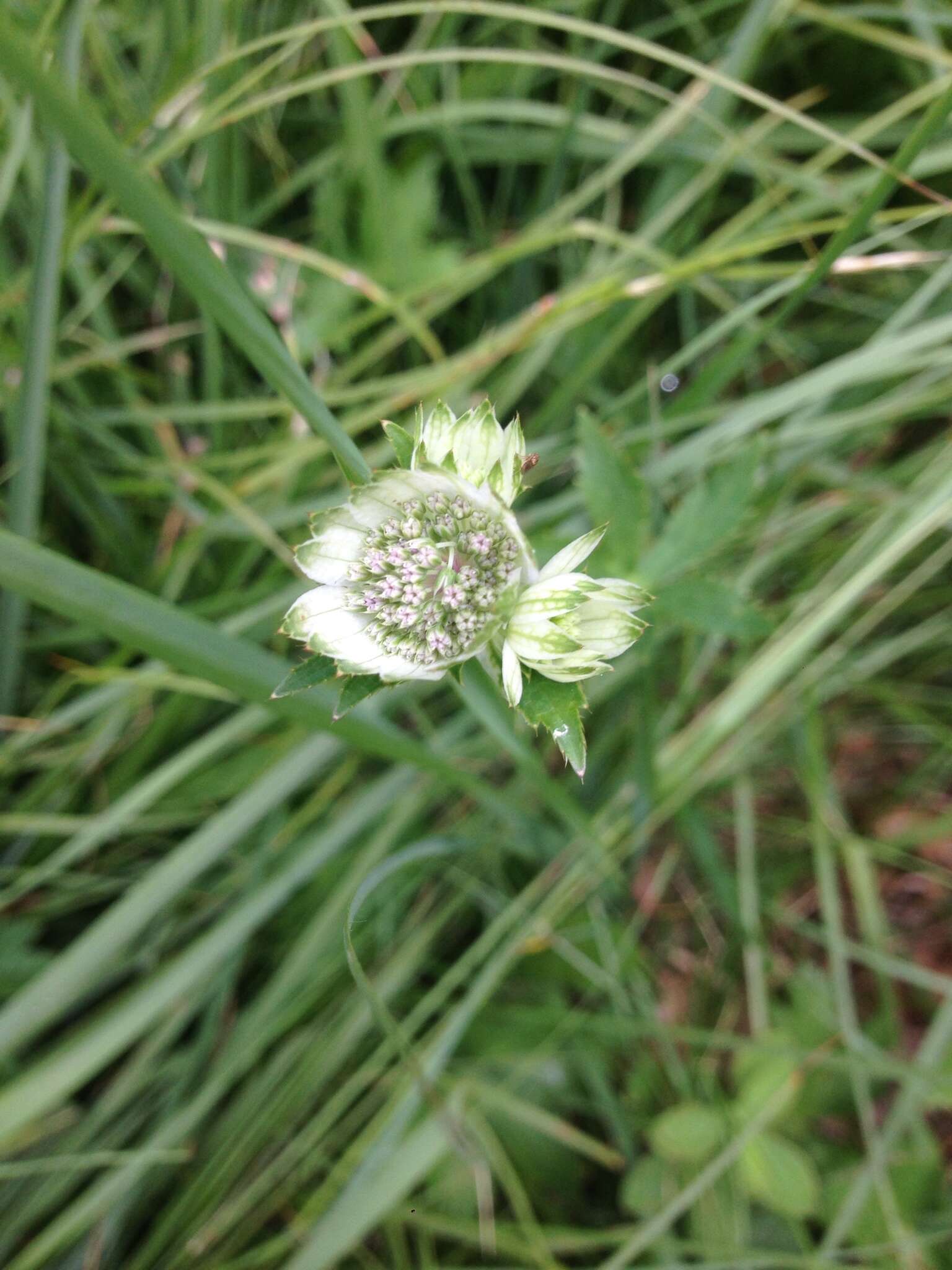 Imagem de Astrantia major L.