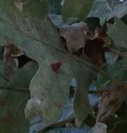 Image of Red Cone Gall Wasp