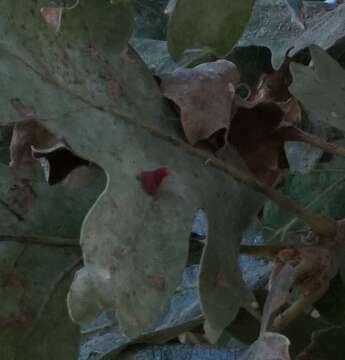 Image of Red Cone Gall Wasp