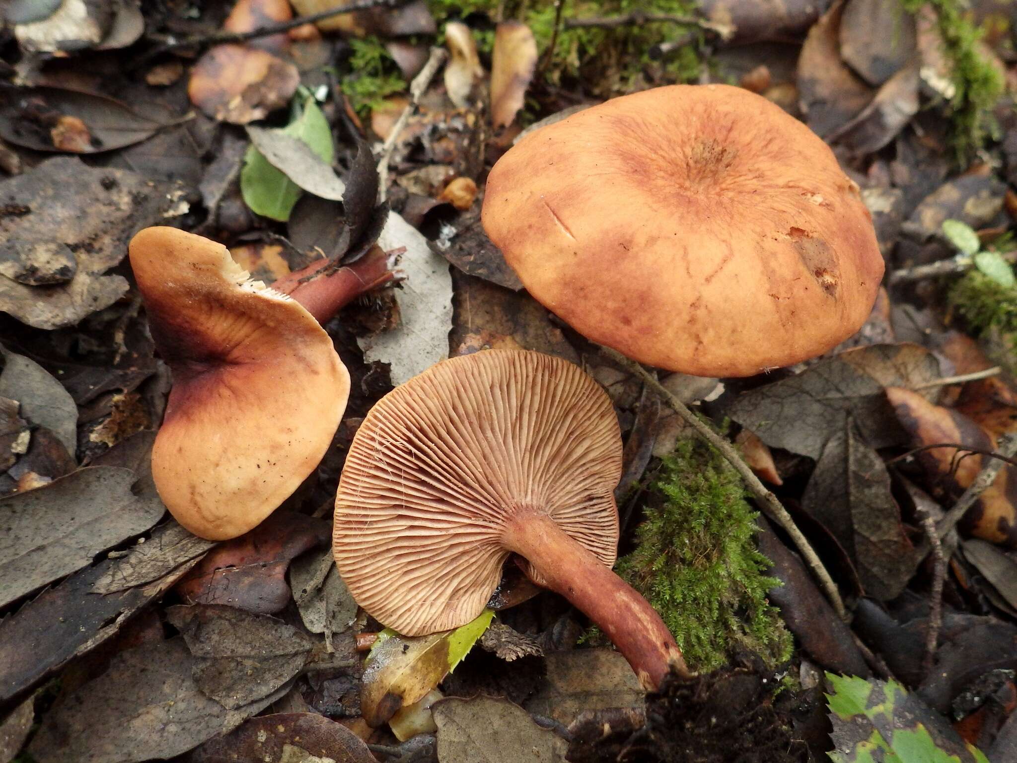 Image of Lactarius atlanticus Bon 1975