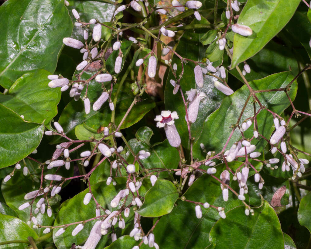 Слика од Paederia foetida L.