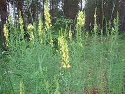 Image of Linaria vulgaris subsp. acutiloba (Fisch. ex Rchb.) D. Y. Hong