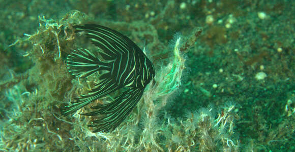 Image of Humpback batfish