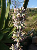 Image of Kalanchoe luciae